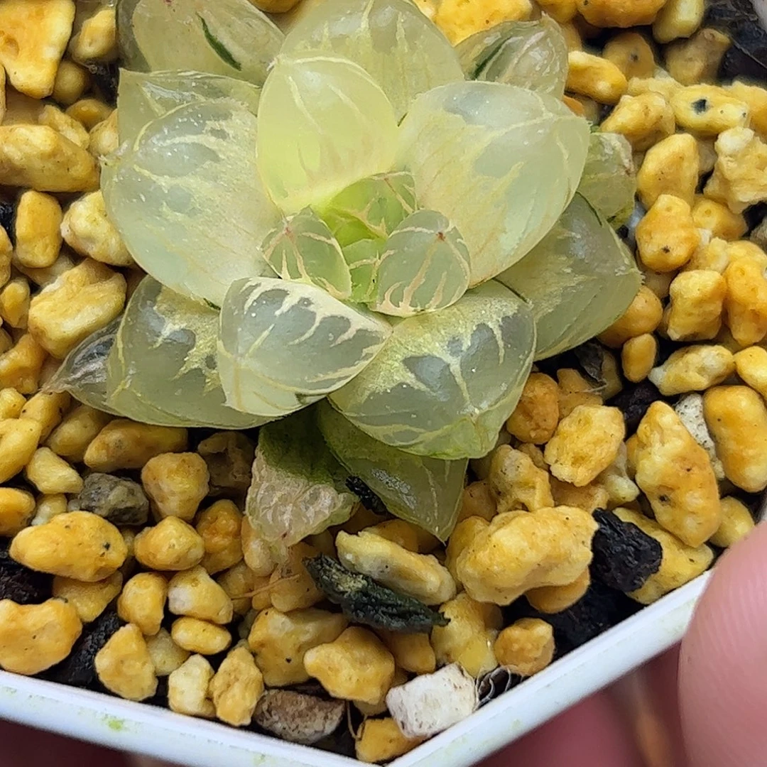 摆***翁糊斑水晶灯锦十二卷多肉