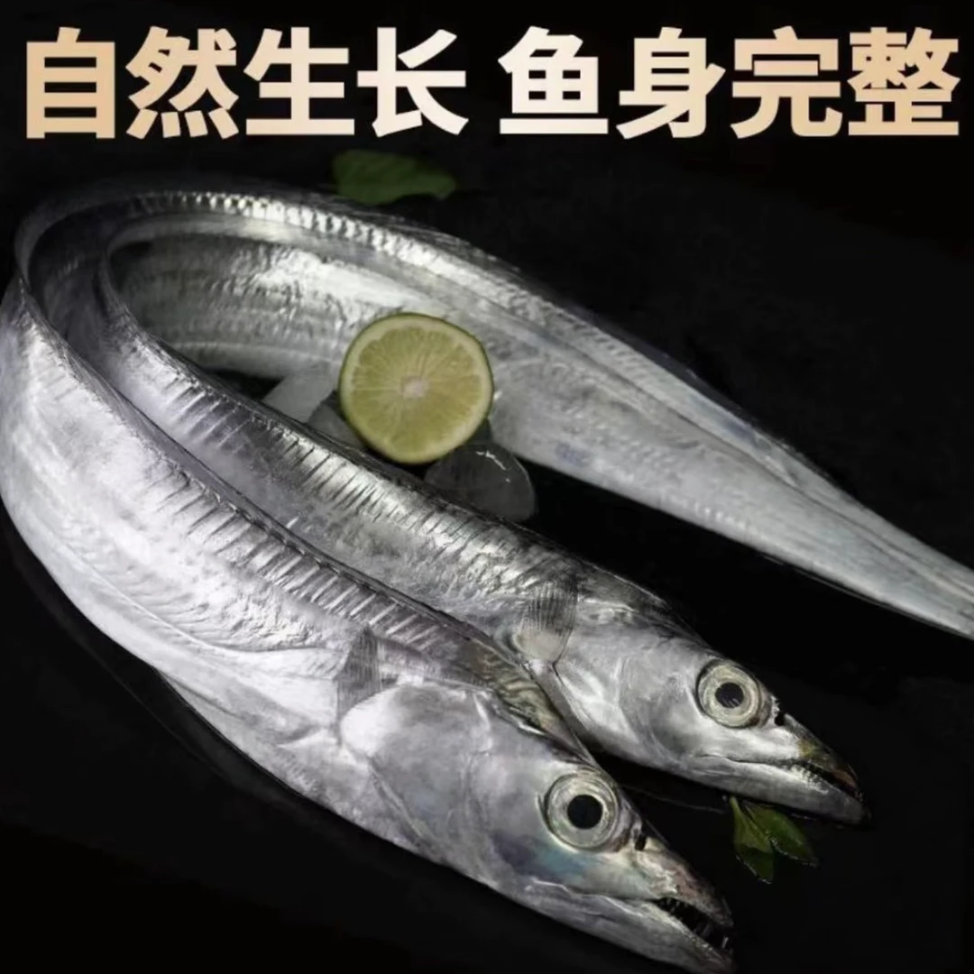 精品钓带 无冰不破肚【大号掉带鱼半斤/发10条】刀鱼油带顺丰冷链