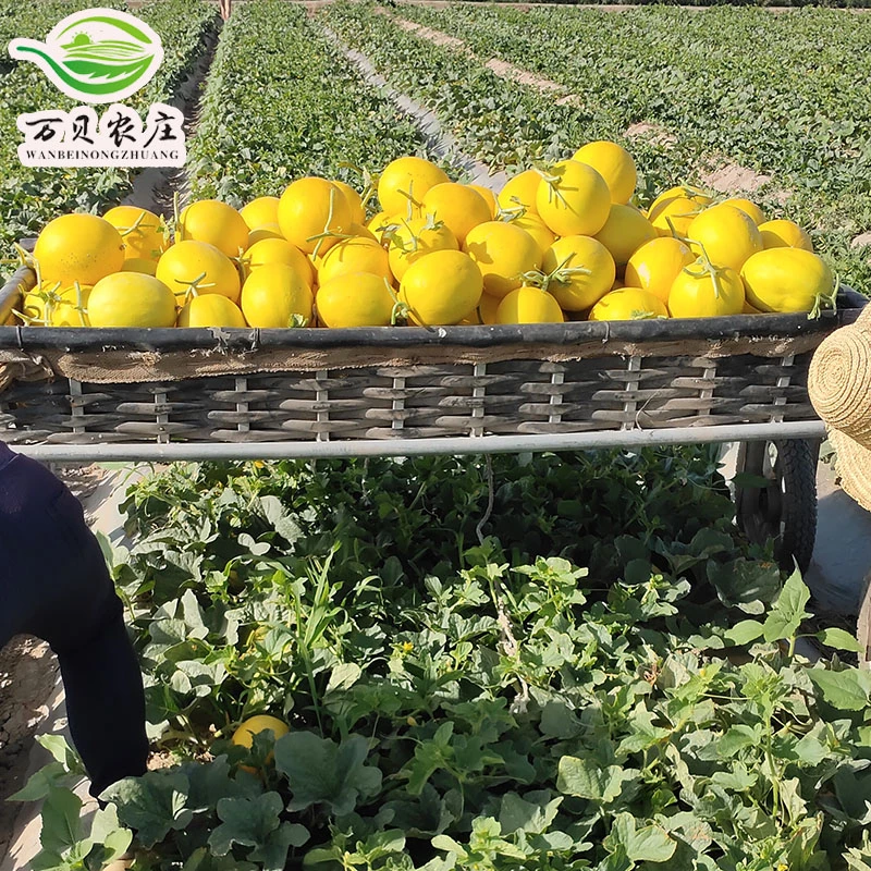 【万贝农庄】甘肃民勤沙漠金红宝蜜瓜甜瓜黄河蜜瓜爆甜多汁产地发