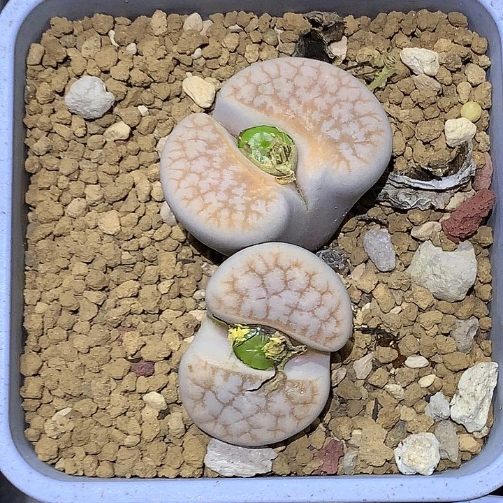 精品多肉植物精品多肉