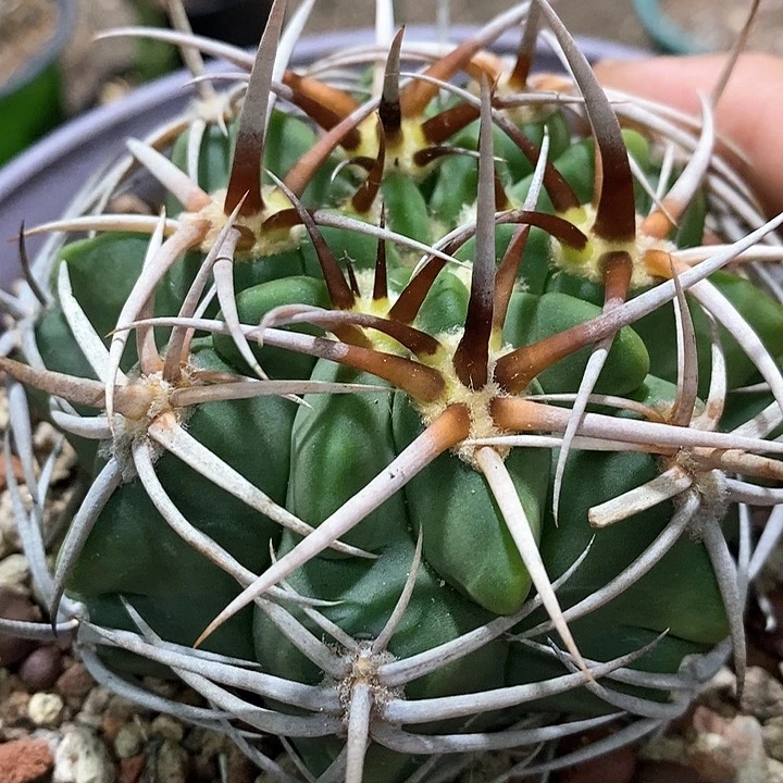 孤品实生顶级粗刺控养五十铃碧岩玉8.5cm