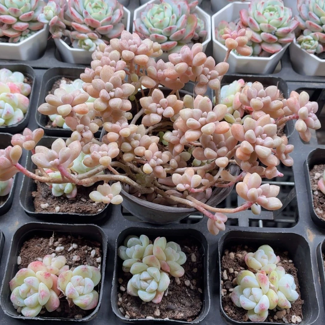 姬秋丽多肉9.9包邮发货