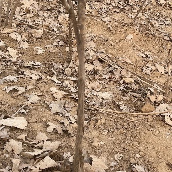 h***7完全开放魏紫中颗