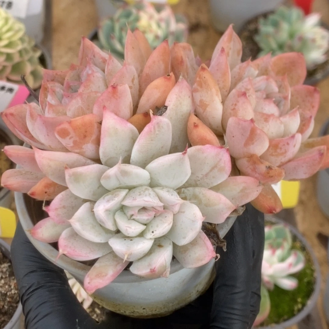 159辛普森锦锦锦锦锦