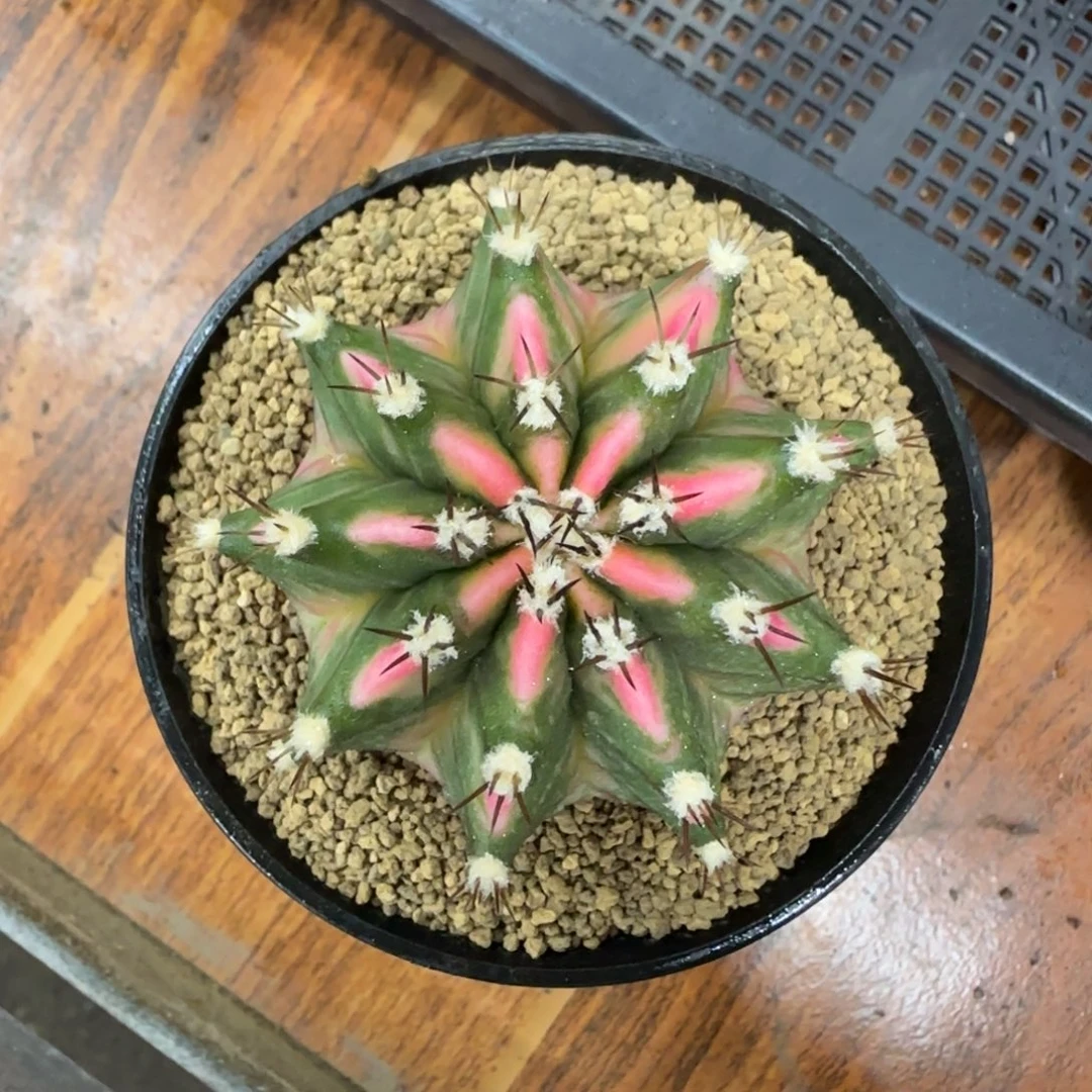 泰系实生米哈锦粉背