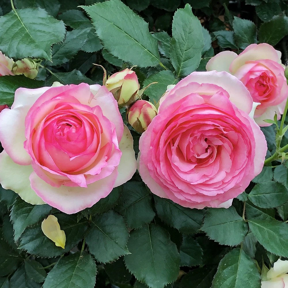 粉色龙沙宝石月季树桩月季带花苞发货定制木架发货