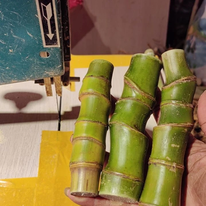 蛮***健大部分花苞少量开放