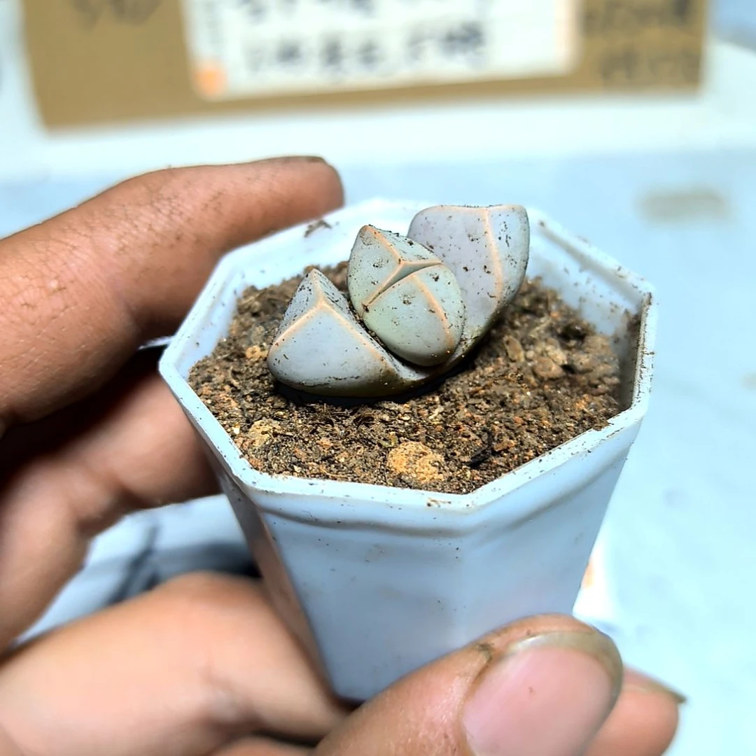 满6元包邮，魔玉拇指盆