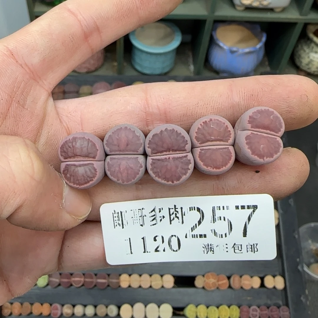 满满18包邮1120-257