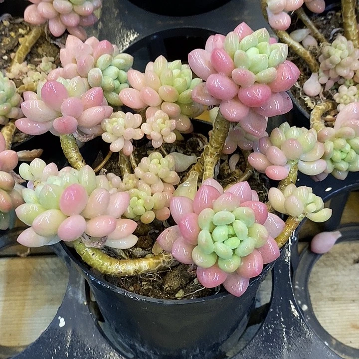 鱼子酱 带盆土发货