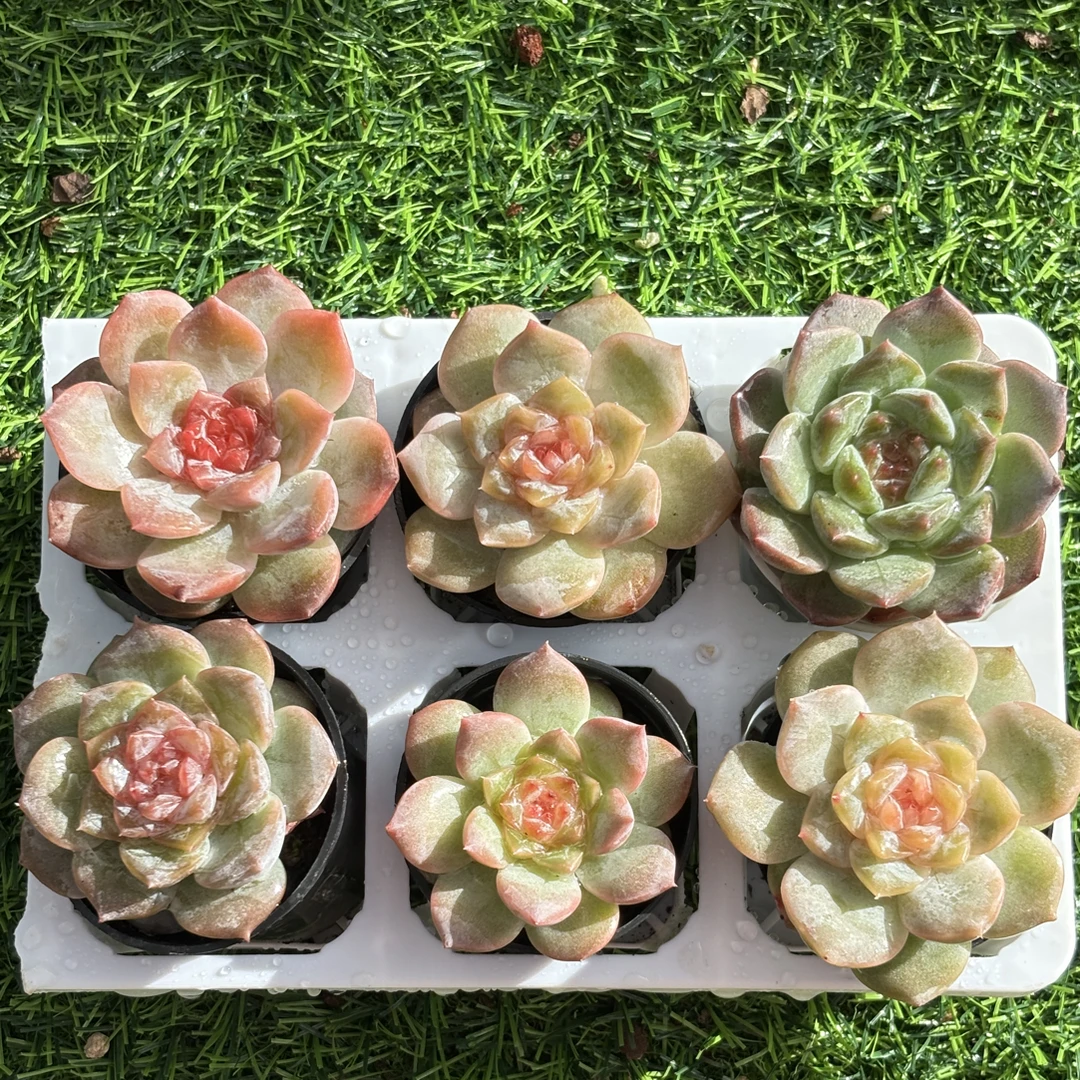 糖心多肉植物组合盆栽花卉绿植