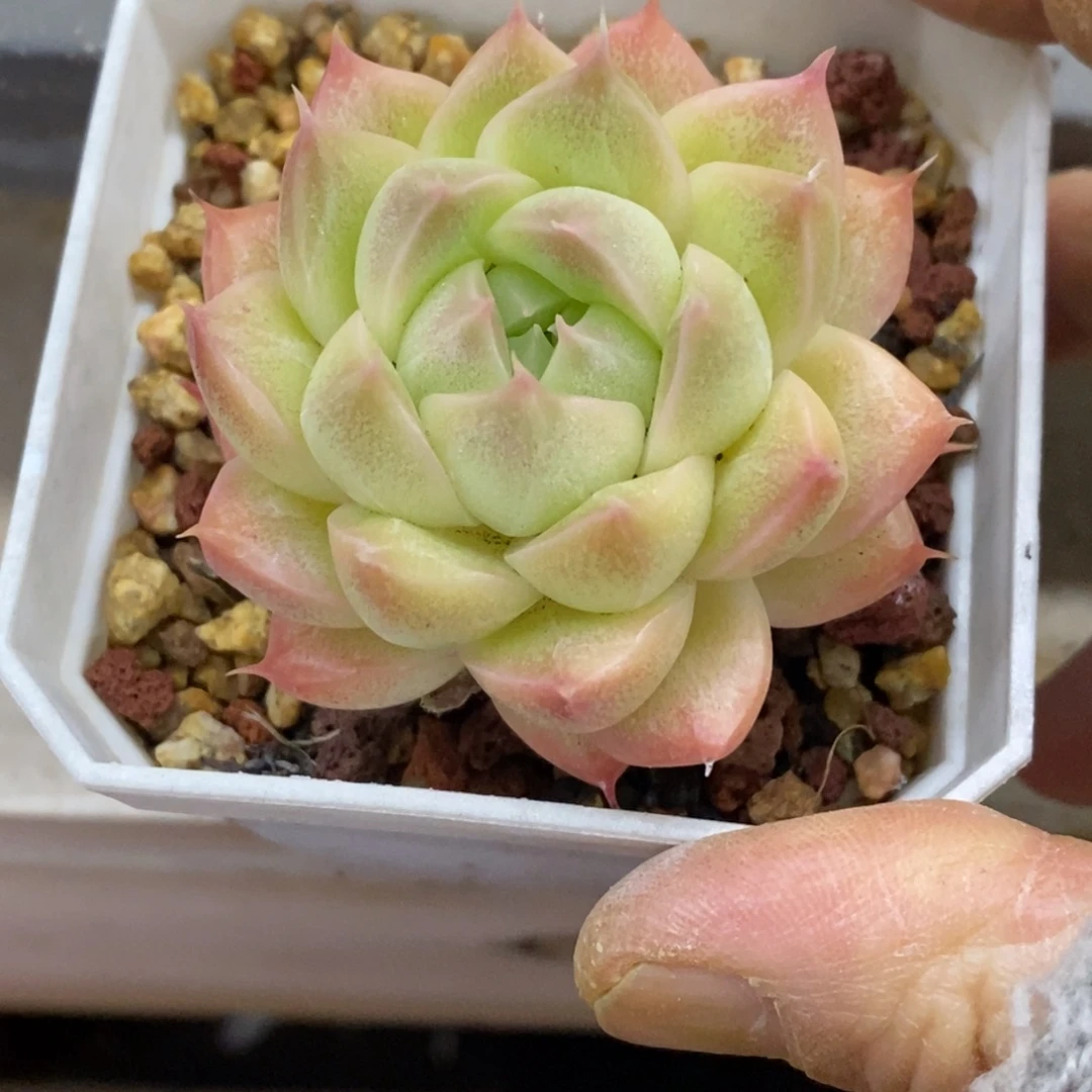 精品多肉一物一拍不包整500