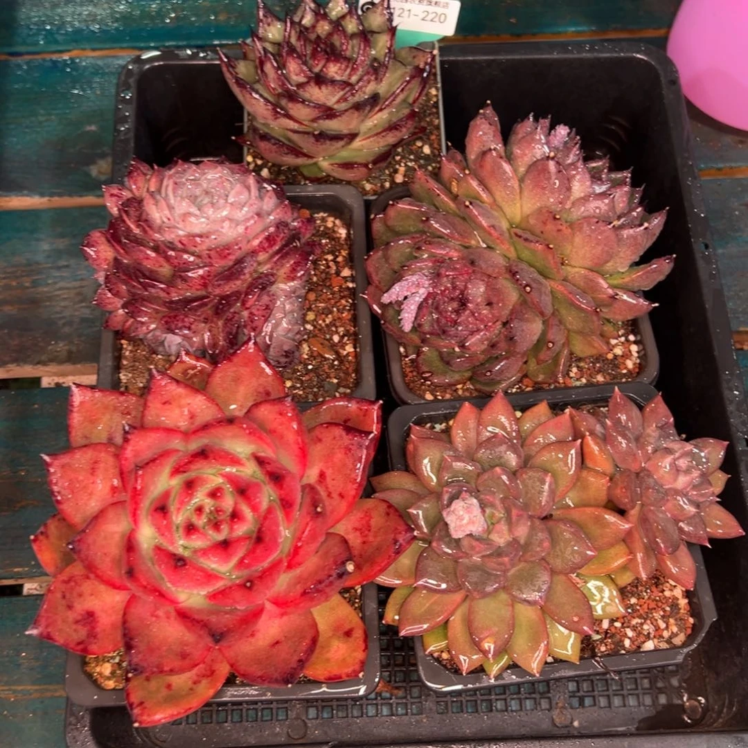 从前慢多肉精选编号0121.220