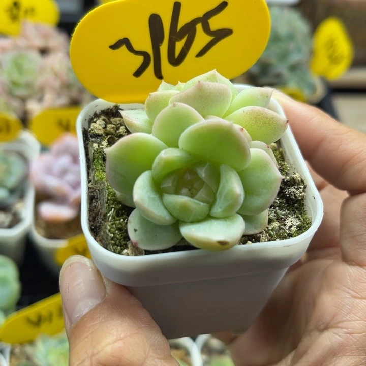 X100油透暗纹珍妮双头3965