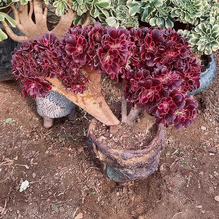 美杜莎朵朵脱土发货