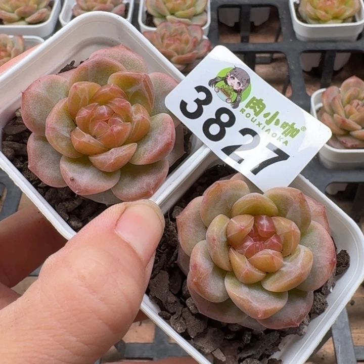 当前无花朵，栽培后可花朵多肉植物多肉植物