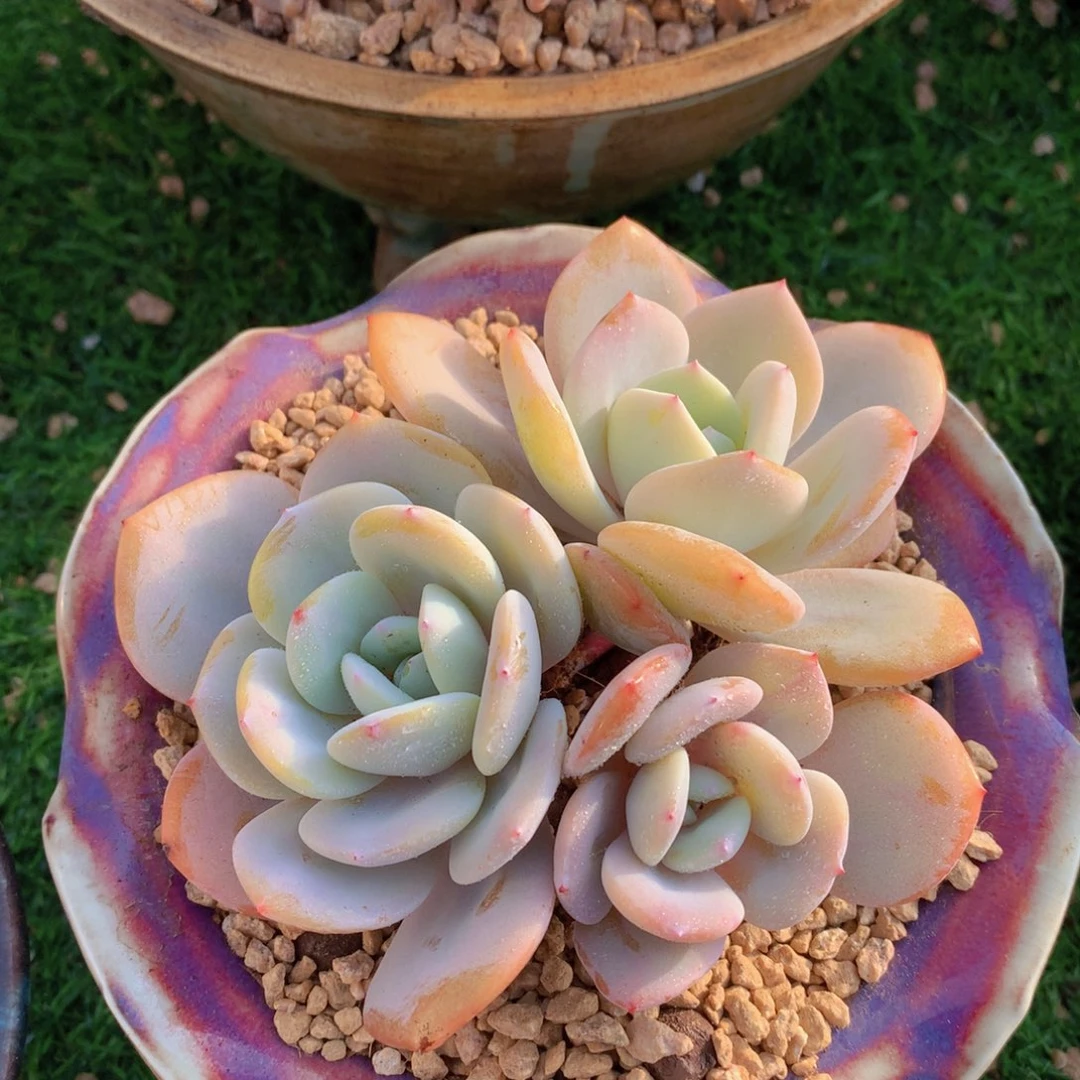 韩版奶茶14 公分一物一拍