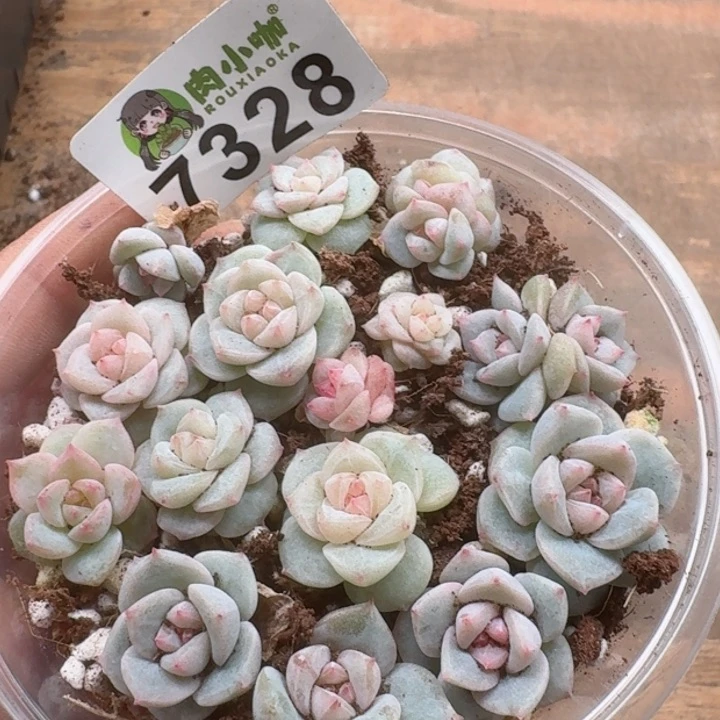 多肉植物多肉植物