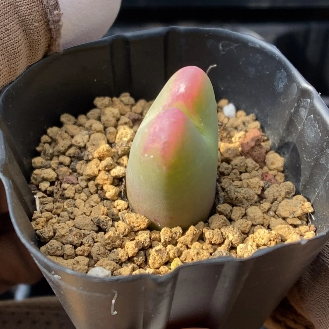 多肉植物肉锥杂交K-097 单边叉 灯泡粗纹