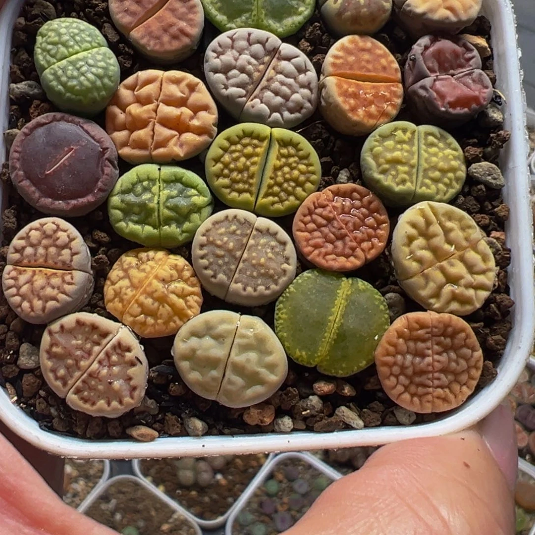 编号母本多肉植物36