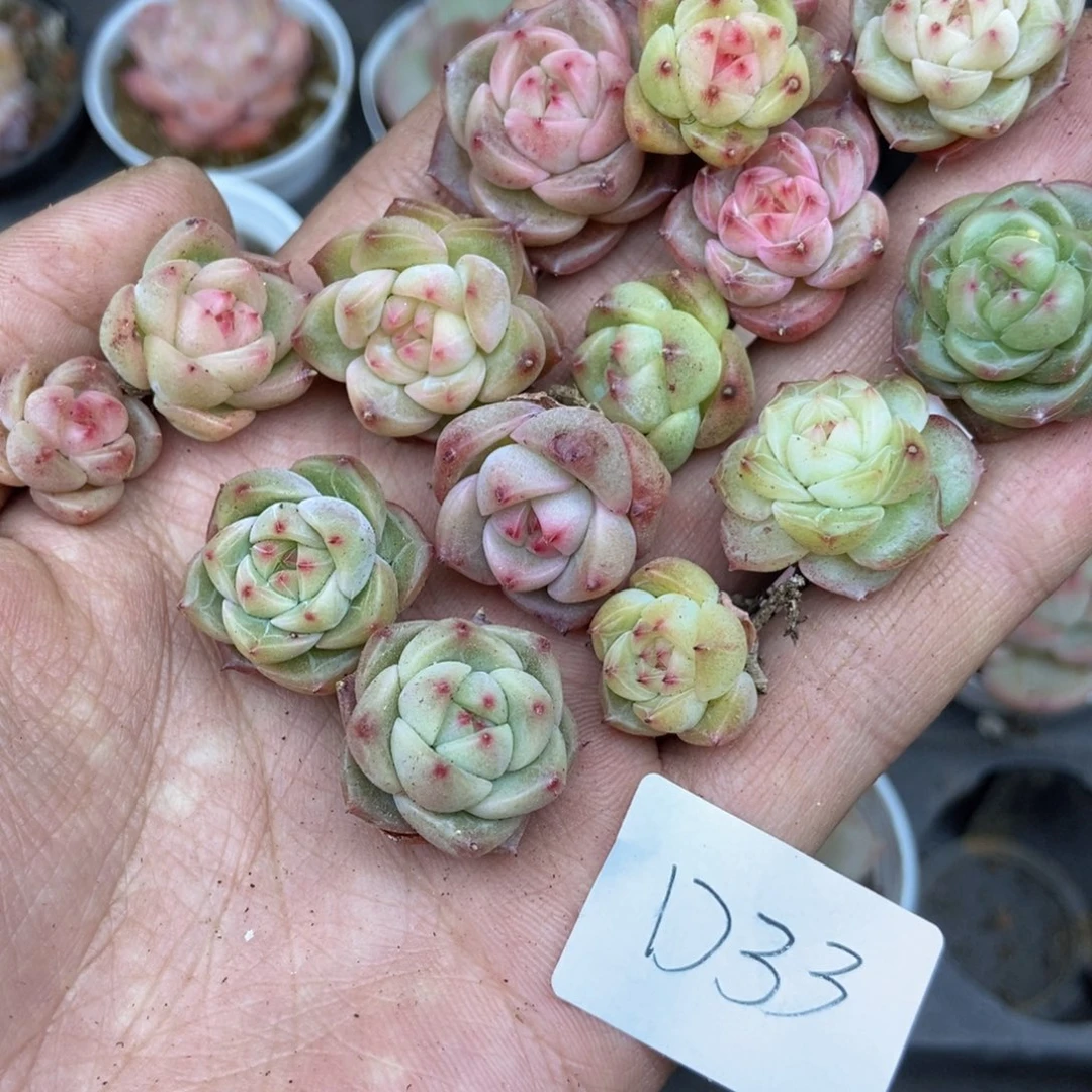 销****姐春泥家框拍链接D33