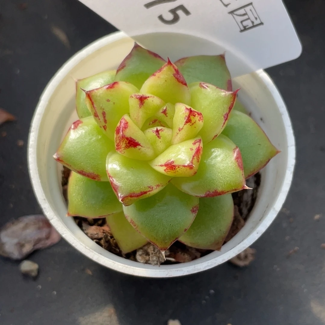 75号糖心冰心珍妮 福