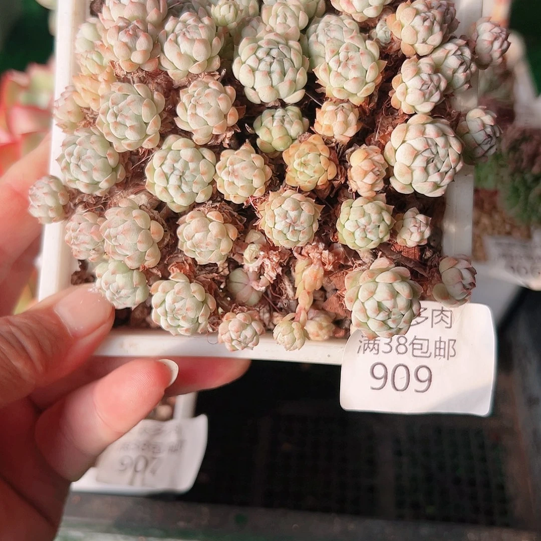 多肉一物一拍植物909