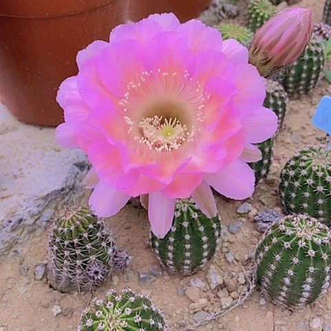 仙人掌彩草昨日重现