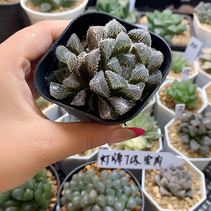 狼蛛 一物一拍， 带盆土