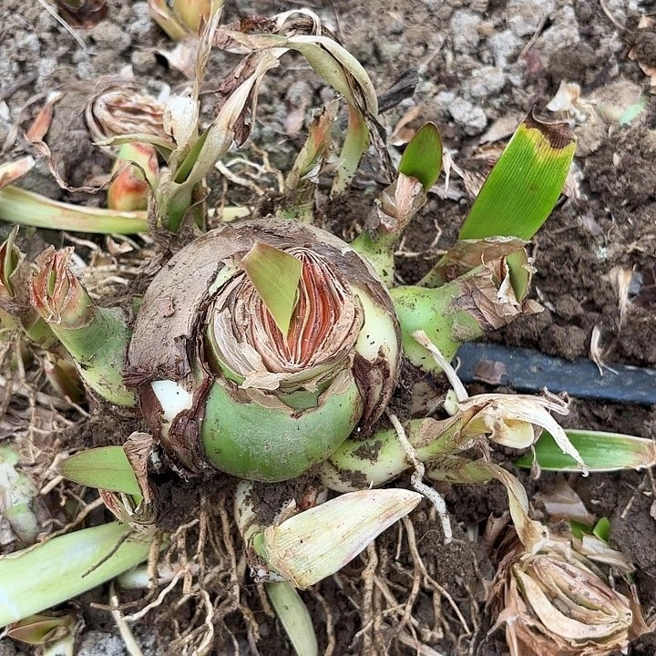 暖杂交坨开花不售后1262