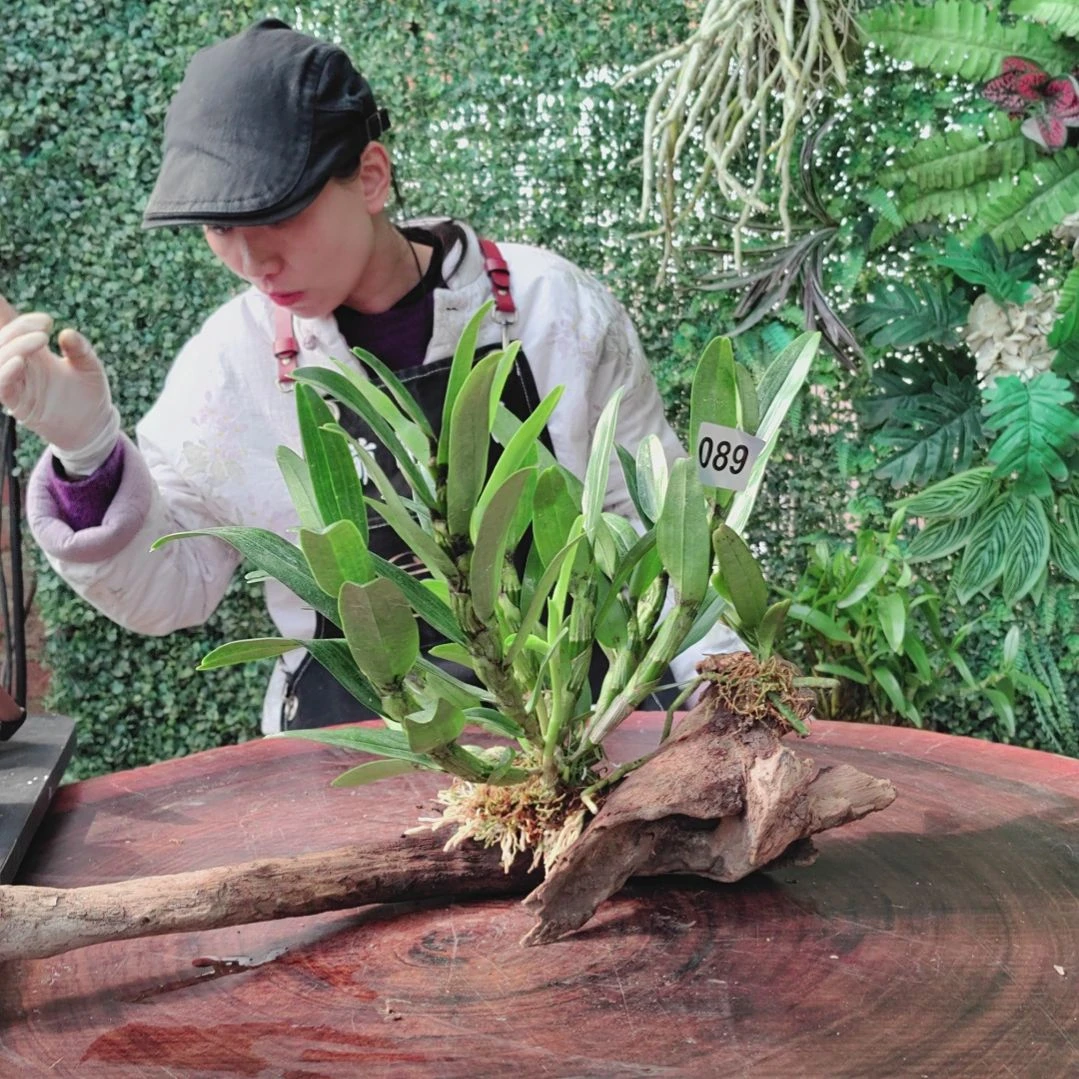 089金钗，红玫瑰指甲兰花卉