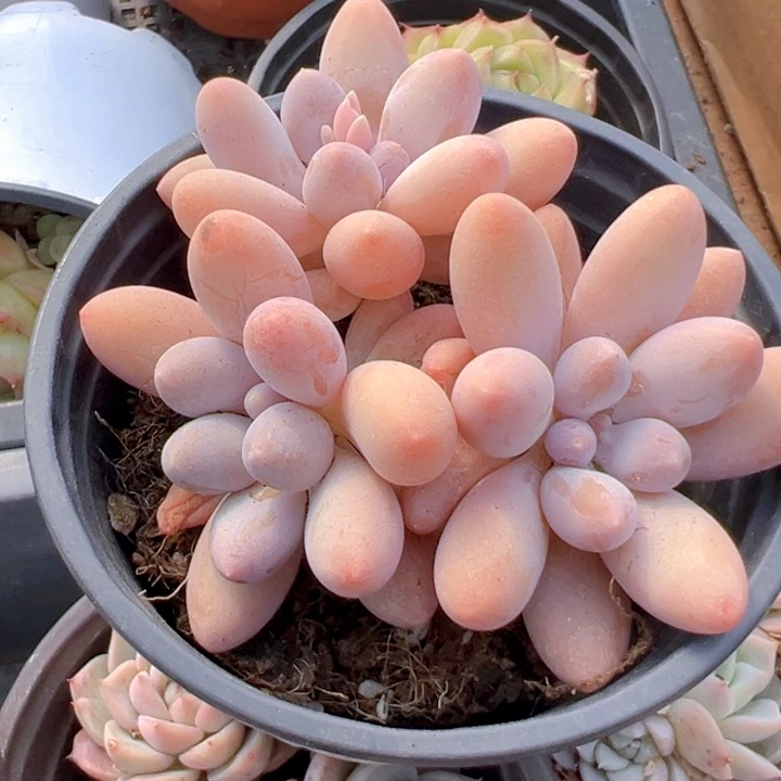 手指美人【一物一拍】两单包邮