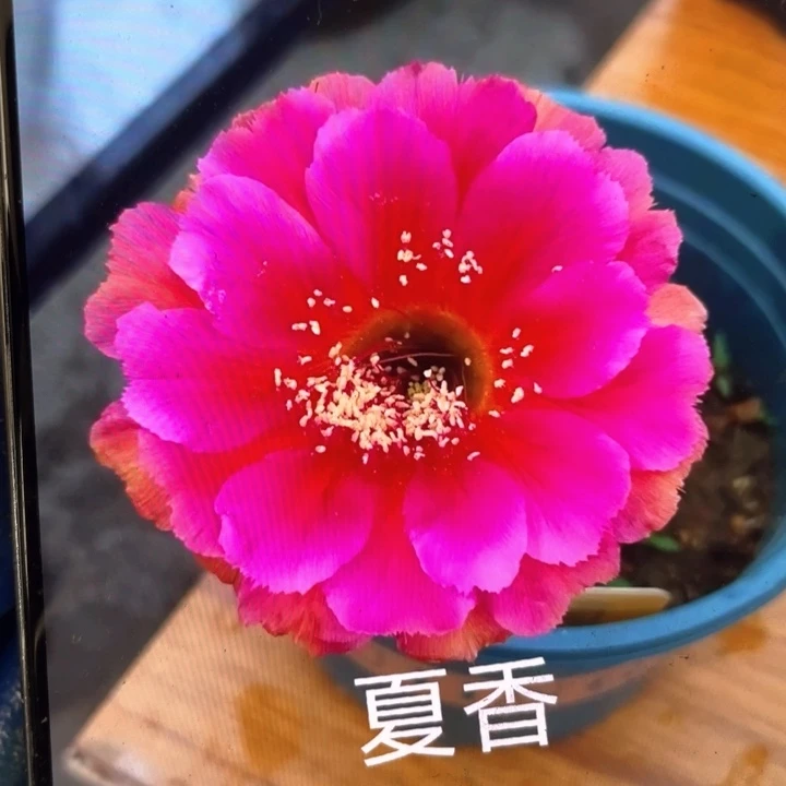 夏香5公分以上满18包邮