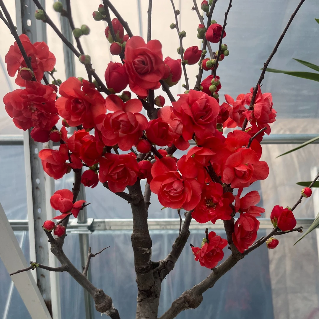 宠粉福利【梦绘卷】海棠 带花芽 南北方种植