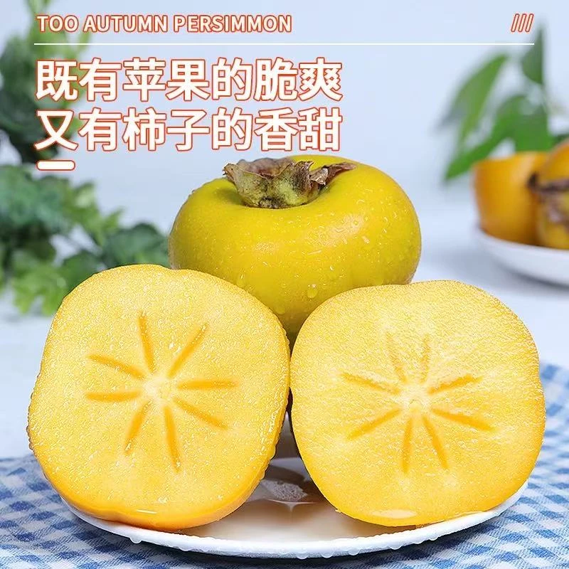 正宗太秋脆柿子新鲜水果当季脆甜硬柿子无核火晶柿黄甜柿包邮3