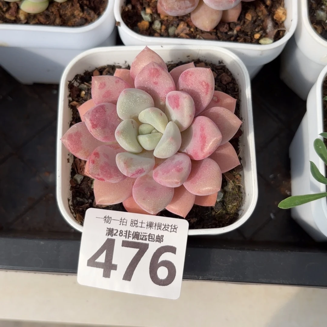 花斑鹿单头无盆土发货