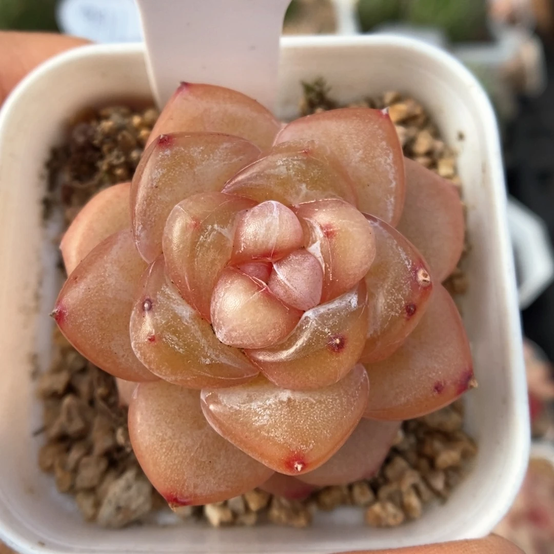 金雀可拍9634号。