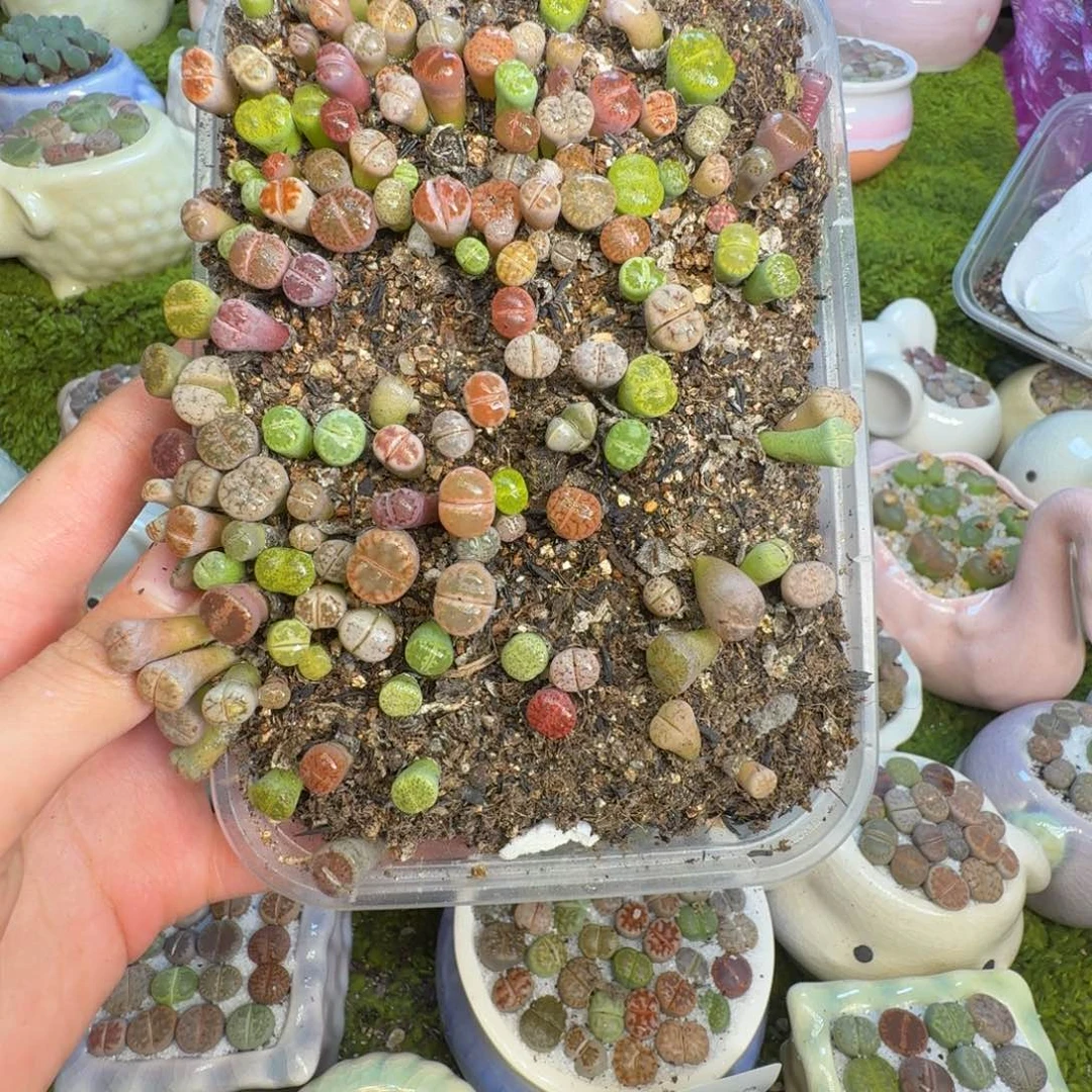 丁***叮多肉植物的生长1269