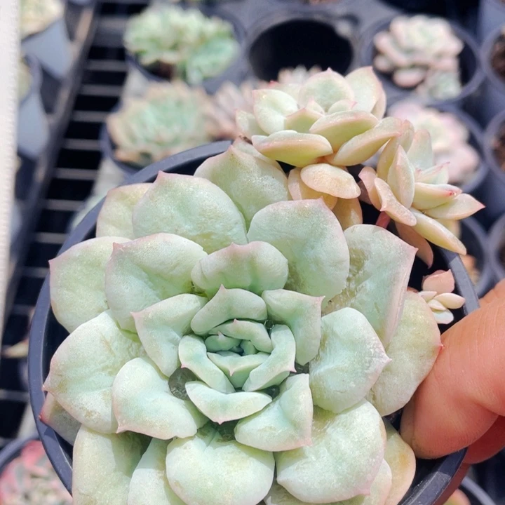 泡泡纱1111118588888888