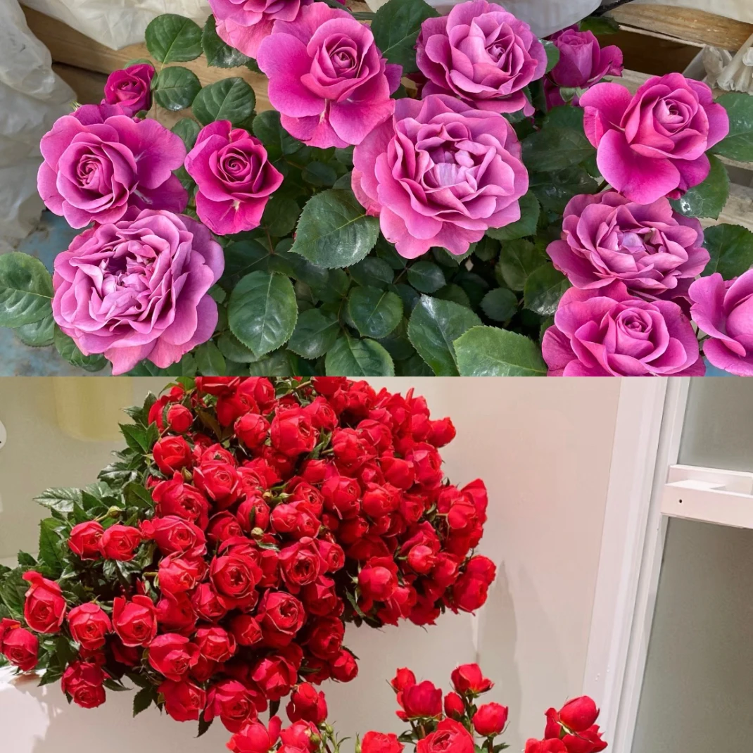 【冥王星+绝色果汁】180盆月季 阳台庭院盆栽 多季节重复开花