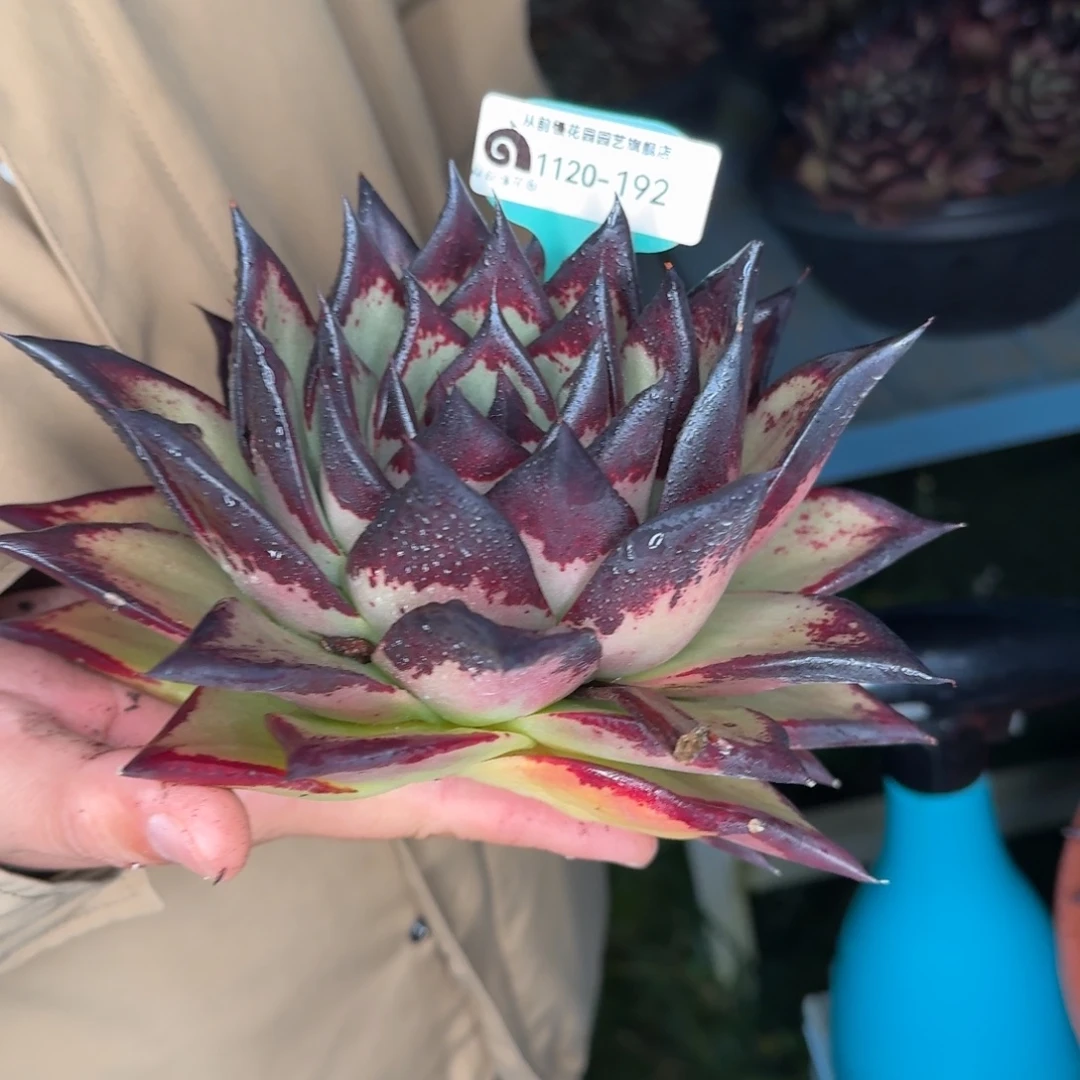 从前慢多肉精选编号1120.192