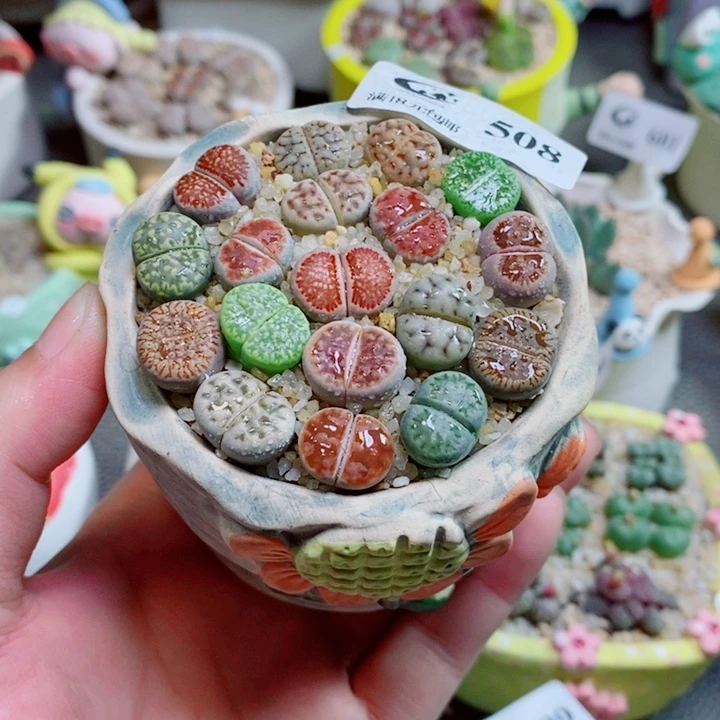 生石花花花花花508