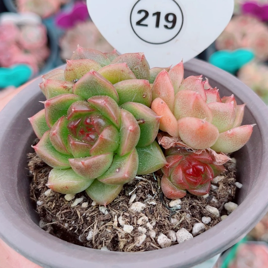 219号小老桩珍妮群