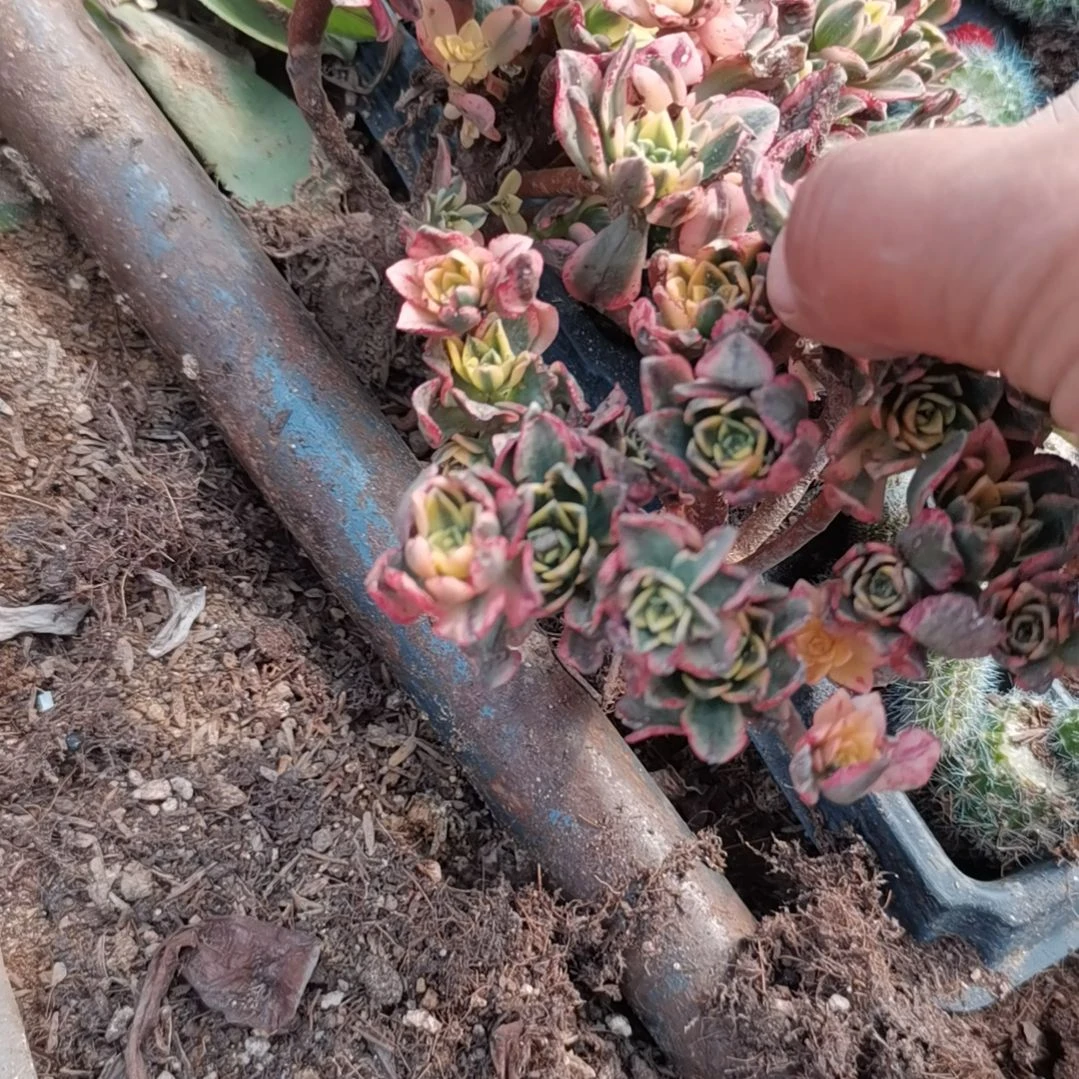 甜茶锦多肉法师61