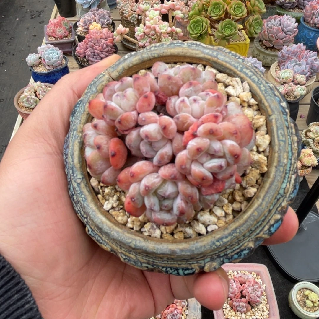 雪抓有砍一物一拍不支持退换