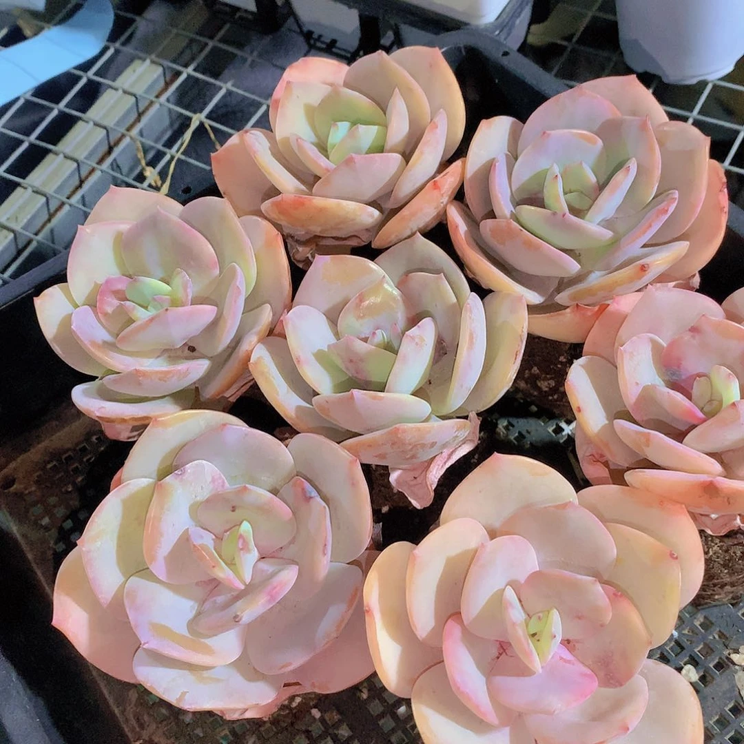 白凤13456789990000