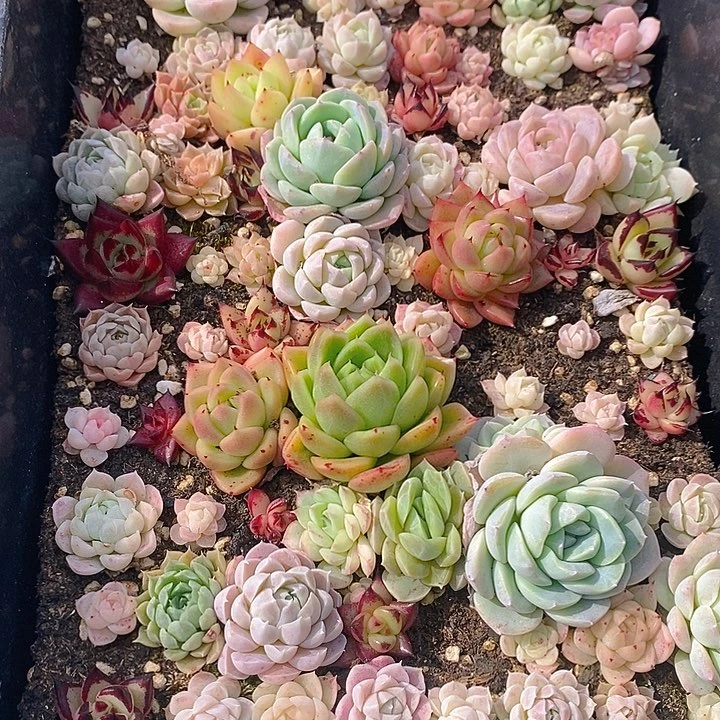 165 多肉植物盆栽花卉植物