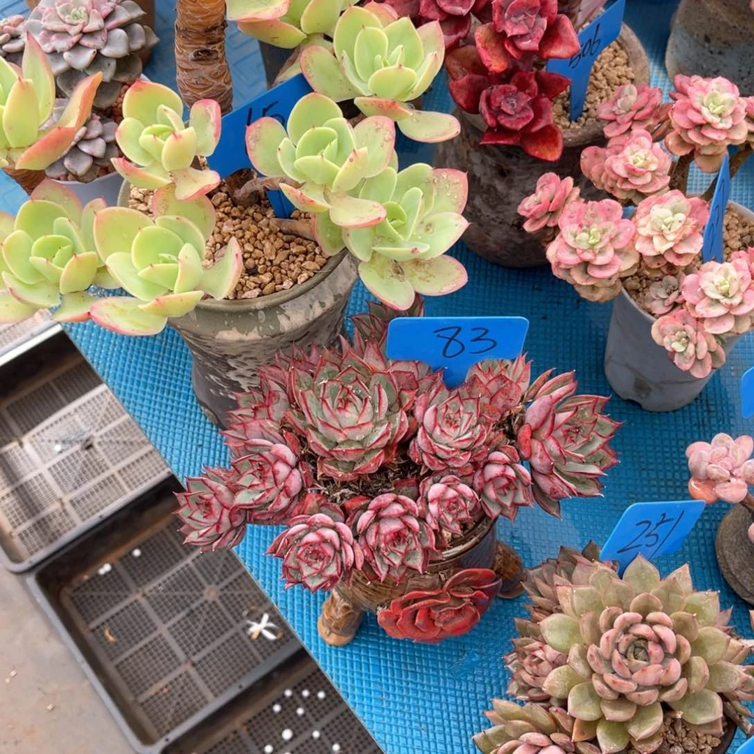 没*恼0083宝莲灯多肉