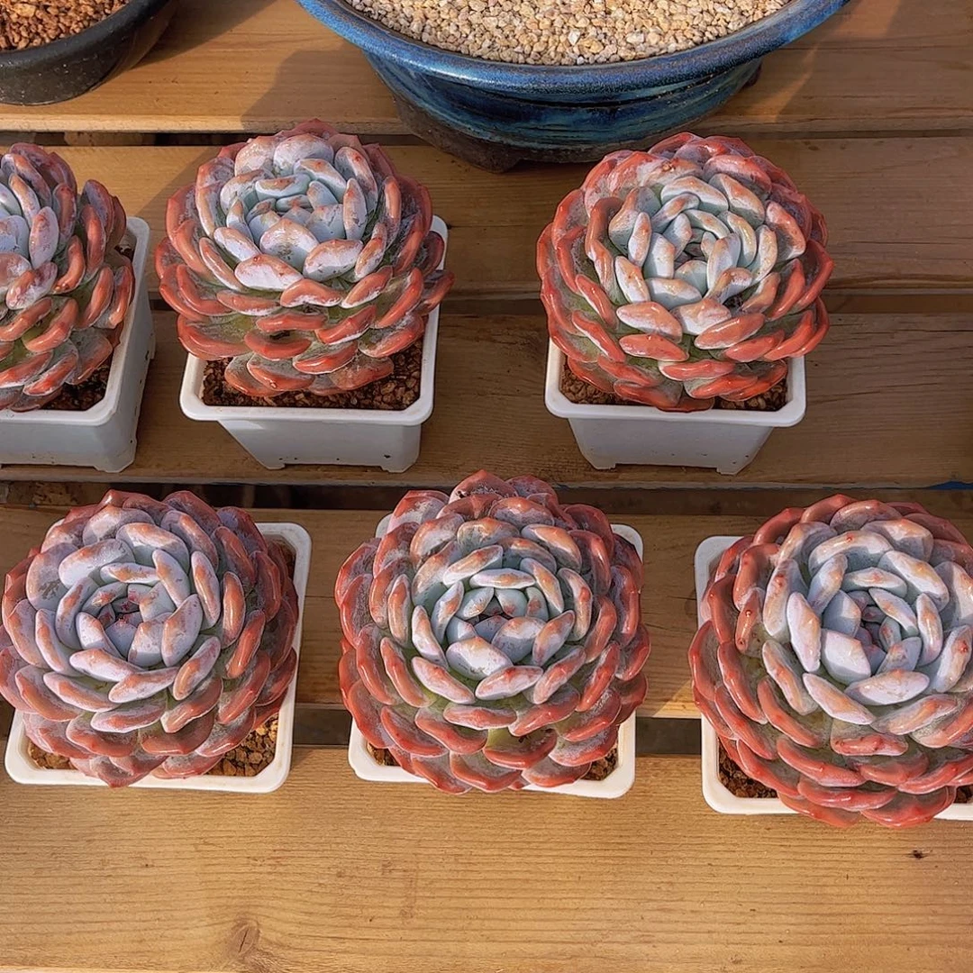 韩版星影橙精品多肉