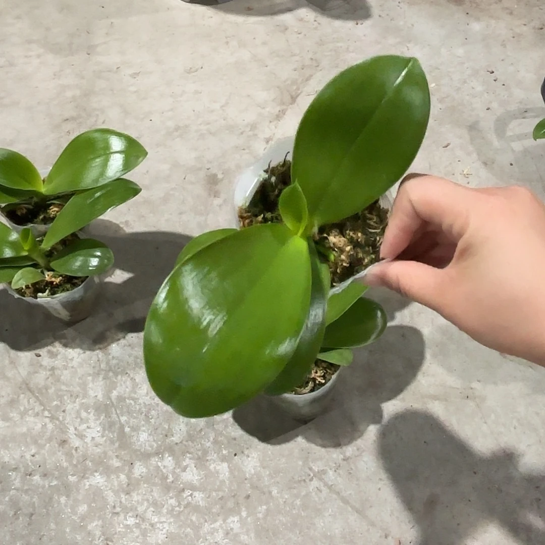 最****当前无花栽培后可以开花黄金斑马2代